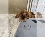 Small Photo #2 Goldendoodle Puppy For Sale in LENA, IL, USA