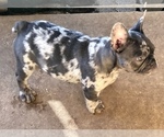 Small Photo #38 French Bulldog Puppy For Sale in BUCKS BAR, CA, USA