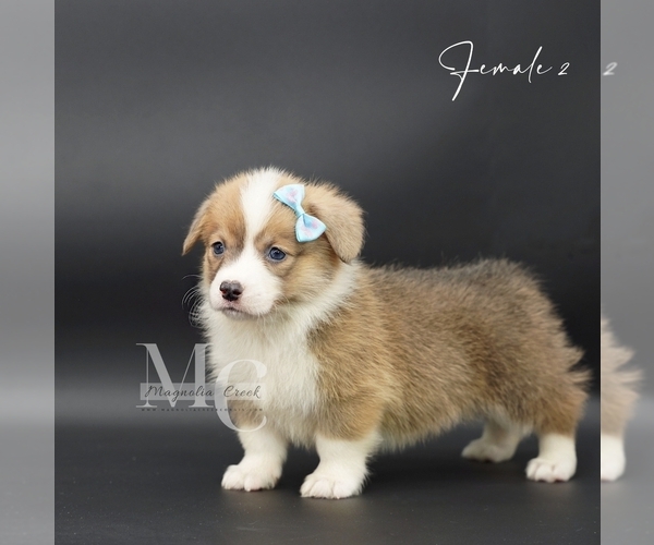 Medium Photo #7 Pembroke Welsh Corgi Puppy For Sale in FLORALA, AL, USA
