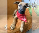 Small #1 German Shepherd Dog Mix
