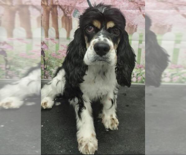 Medium Photo #1 Cocker Spaniel Puppy For Sale in Westminster, MD, USA