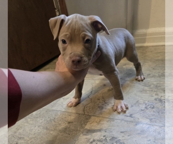 Medium Photo #3 American Pit Bull Terrier Puppy For Sale in COLUMBUS, OH, USA