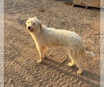 Small #3 Labradoodle