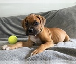 Puppy Lime Boxer