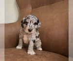 Puppy Rhino Aussiedoodle Miniature