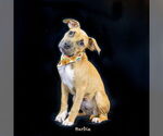 Small #1 Boxer Mix