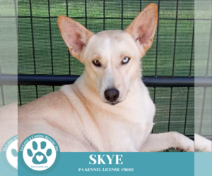 Huskies -Labrador Retriever Mix Dogs for adoption in Kimberton, PA, USA