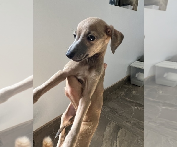 Medium Photo #2 Italian Greyhound Puppy For Sale in BROOKLYN, NY, USA
