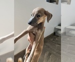 Small Photo #2 Italian Greyhound Puppy For Sale in BROOKLYN, NY, USA