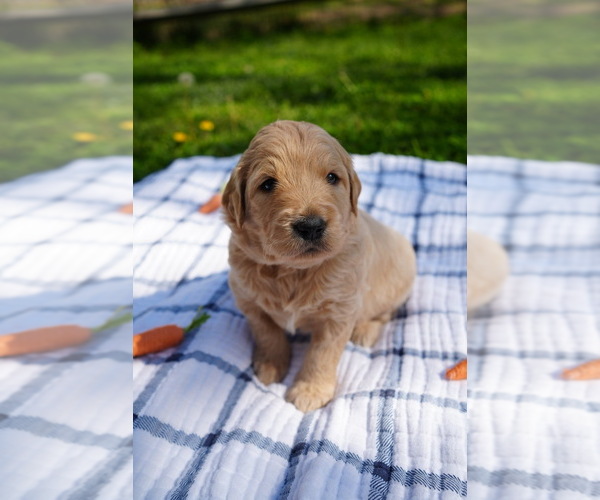 Medium Photo #19 Goldendoodle Puppy For Sale in MATTHEWS, NC, USA