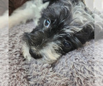 Small Photo #4 Schnoodle (Miniature) Puppy For Sale in HAZLETON, IA, USA