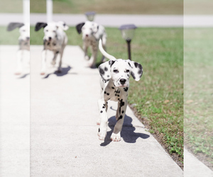 Dalmatian Puppy for sale in PORT SAINT LUCIE, FL, USA