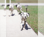 Small Photo #1 Dalmatian Puppy For Sale in PORT SAINT LUCIE, FL, USA