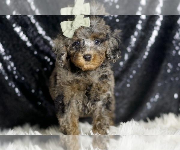Medium Photo #4 Poodle (Miniature) Puppy For Sale in WARSAW, IN, USA