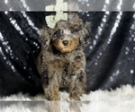 Small #3 Poodle (Miniature)