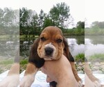 Puppy 6 Basset Hound