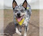 Small Mutt