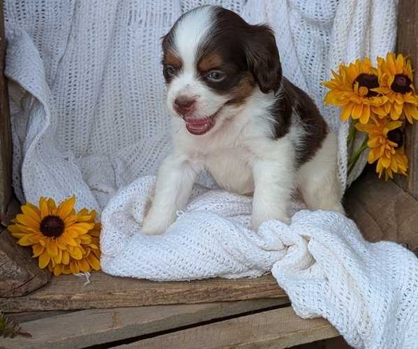 Medium Photo #41 Cock-A-Poo Puppy For Sale in GOSHEN, IN, USA