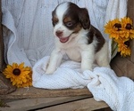Small Photo #41 Cock-A-Poo Puppy For Sale in GOSHEN, IN, USA