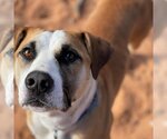 Small Photo #2 Boxer-Unknown Mix Puppy For Sale in Kanab, UT, USA