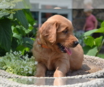 Small Photo #27 Golden Retriever Puppy For Sale in GREENWOOD, WI, USA