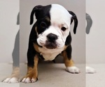 Small #3 American Bully
