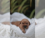 Small #3 Golden Retriever