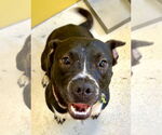 Small American Pit Bull Terrier Mix