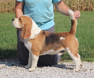 Father of the Beagle puppies born on 01/31/2024