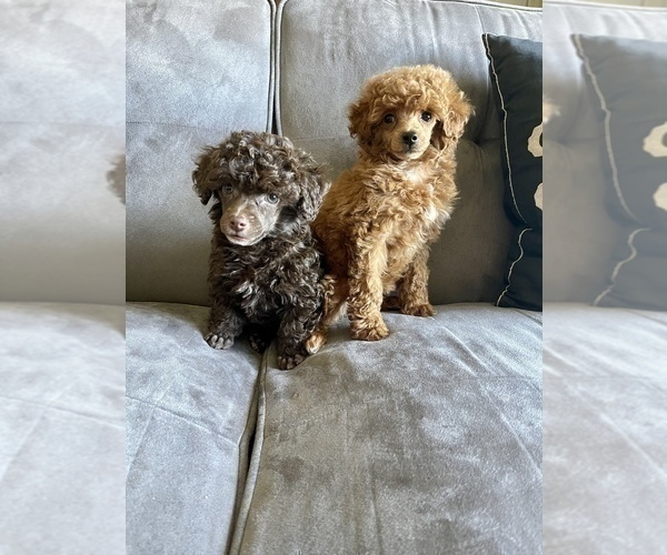 Medium Photo #10 Poodle (Toy) Puppy For Sale in HAYWARD, CA, USA