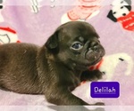 Puppy Delilah Pug