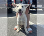 Small #2 Mutt