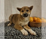 Small Photo #7 Shiba Inu Puppy For Sale in EDINA, MO, USA