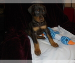 Small #4 Doberman Pinscher