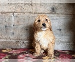 Small Photo #3 Goldendoodle Puppy For Sale in VERMONTVILLE, MI, USA