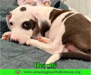 American Bulldog-Unknown Mix Dogs for adoption in Milton, FL, USA