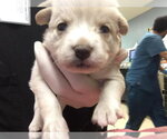 Small German Shepherd Dog