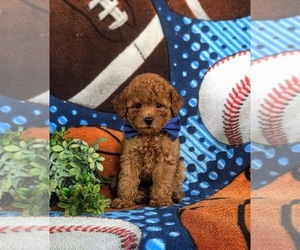 Poodle (Toy) Puppy for sale in LANCASTER, PA, USA