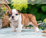 Puppy 3 English Bulldog