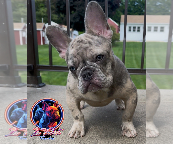 Medium Photo #1 French Bulldog Puppy For Sale in NAUGATUCK, CT, USA