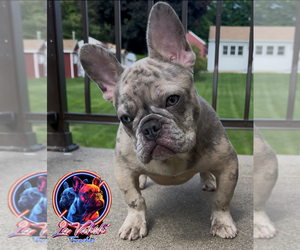 French Bulldog Puppy for sale in NAUGATUCK, CT, USA