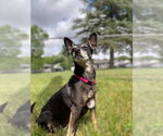 Small Chihuahua Mix