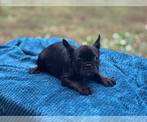 French Bulldog Puppy for sale in POWHATAN, VA, USA