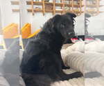 Small Photo #2 Labrador Retriever-Unknown Mix Puppy For Sale in Los Angeles, CA, USA