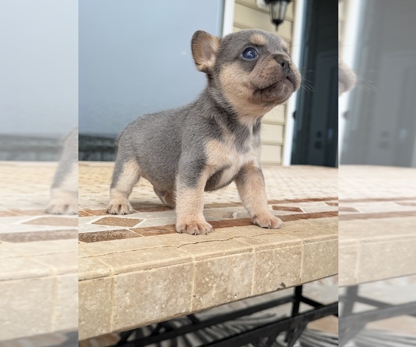 Medium Photo #1 French Bulldog Puppy For Sale in BERLIN, MD, USA