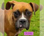 Small Boxer