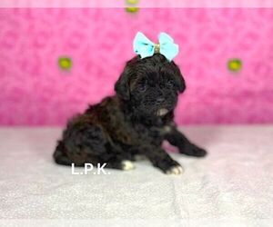 ShihPoo Puppy for sale in WINNSBORO, LA, USA