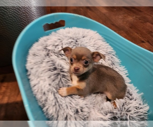 Medium Photo #9 Chihuahua Puppy For Sale in MARIETTA, GA, USA