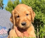Small #1 Golden Retriever