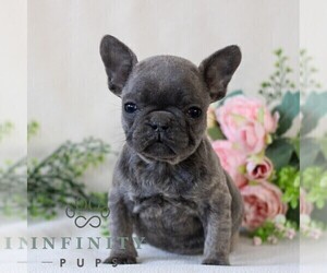 French Bulldog Puppy for sale in EAST EARL, PA, USA